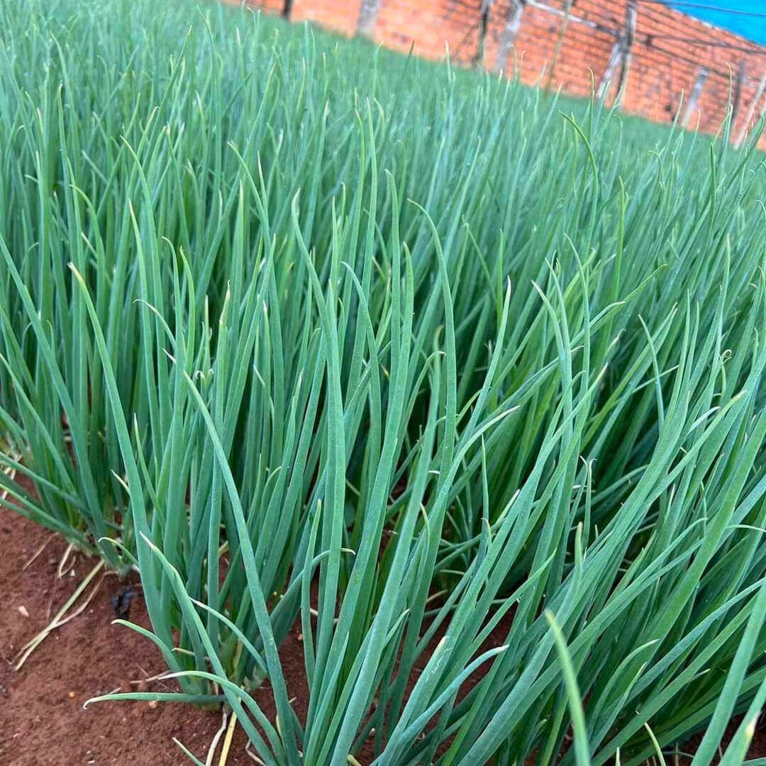 Loai rau nao de “ngam” thuoc tru sau?