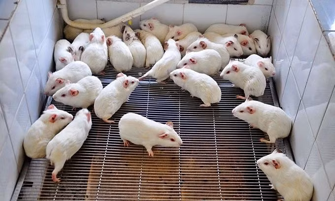 Cay ghep than thanh cong giua cac bao thai chuot