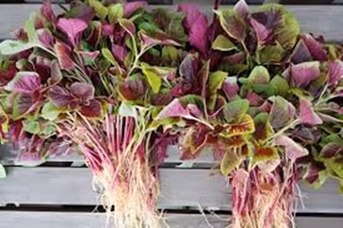 Loại rau cực rẻ giúp thải độc gan - Hình 2 Loai rau cuc re giup thai doc gan-Hinh-2