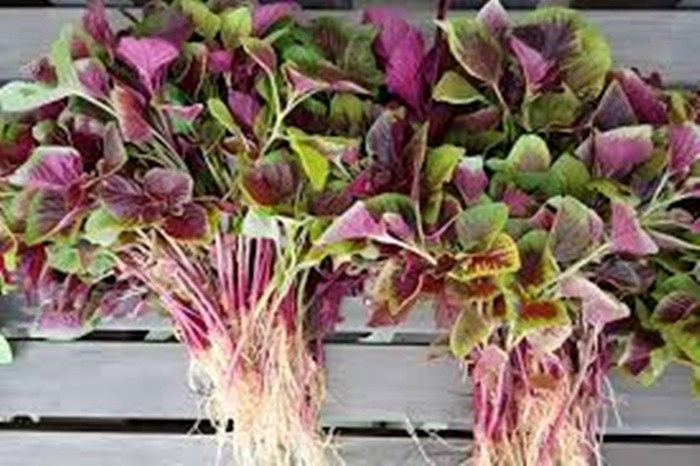 Loai rau cuc re giup thai doc gan-Hinh-2