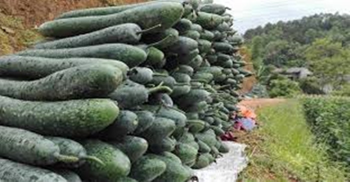 Loai rau cu nao “ngam” it thuoc tru sau?-Hinh-3