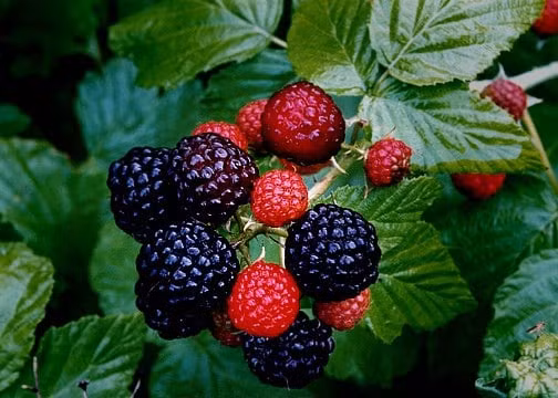 10 loai trai cay giau magie, nen bo sung thuong xuyen-Hinh-3