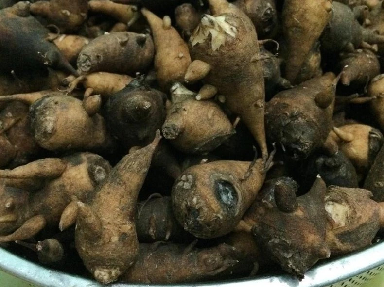 An cu au tau thay com, nguoi phu nu bi ngo doc nhap vien