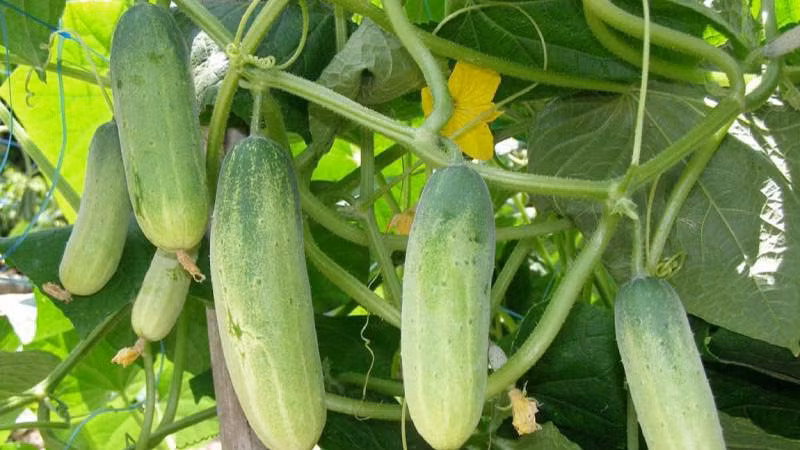 Thực phẩm “đại kỵ” với dưa chuột, nên biết để tránh Thuc pham “dai ky” voi dua chuot, nen biet de tranh