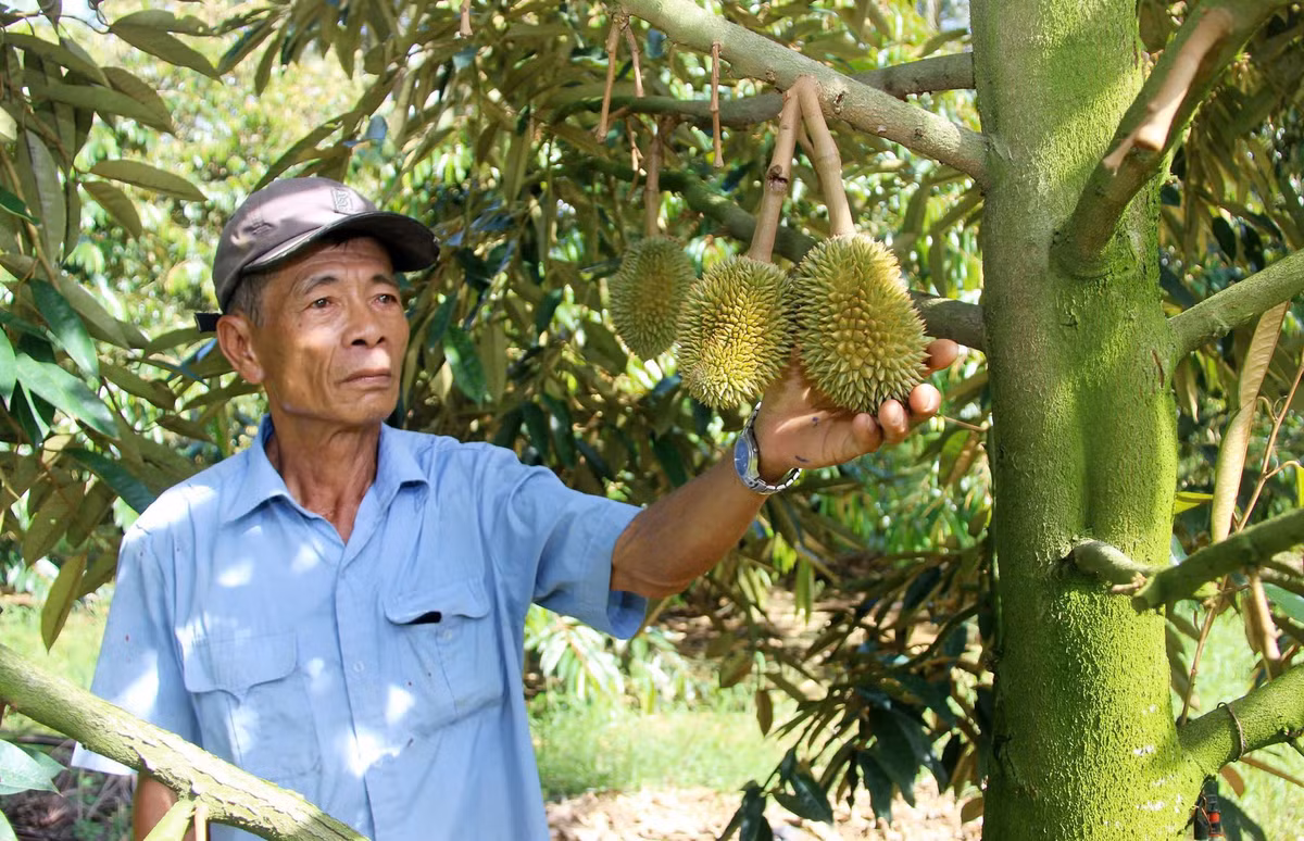 Muc so thi nhung vuon cay giup nong dan Binh Dinh “hai ra tien“-Hinh-3