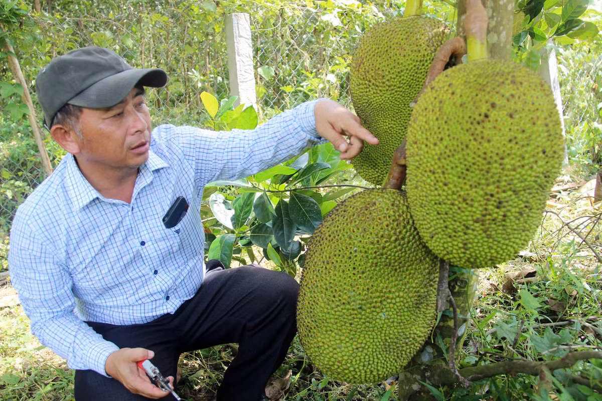 Muc so thi nhung vuon cay giup nong dan Binh Dinh “hai ra tien“-Hinh-5