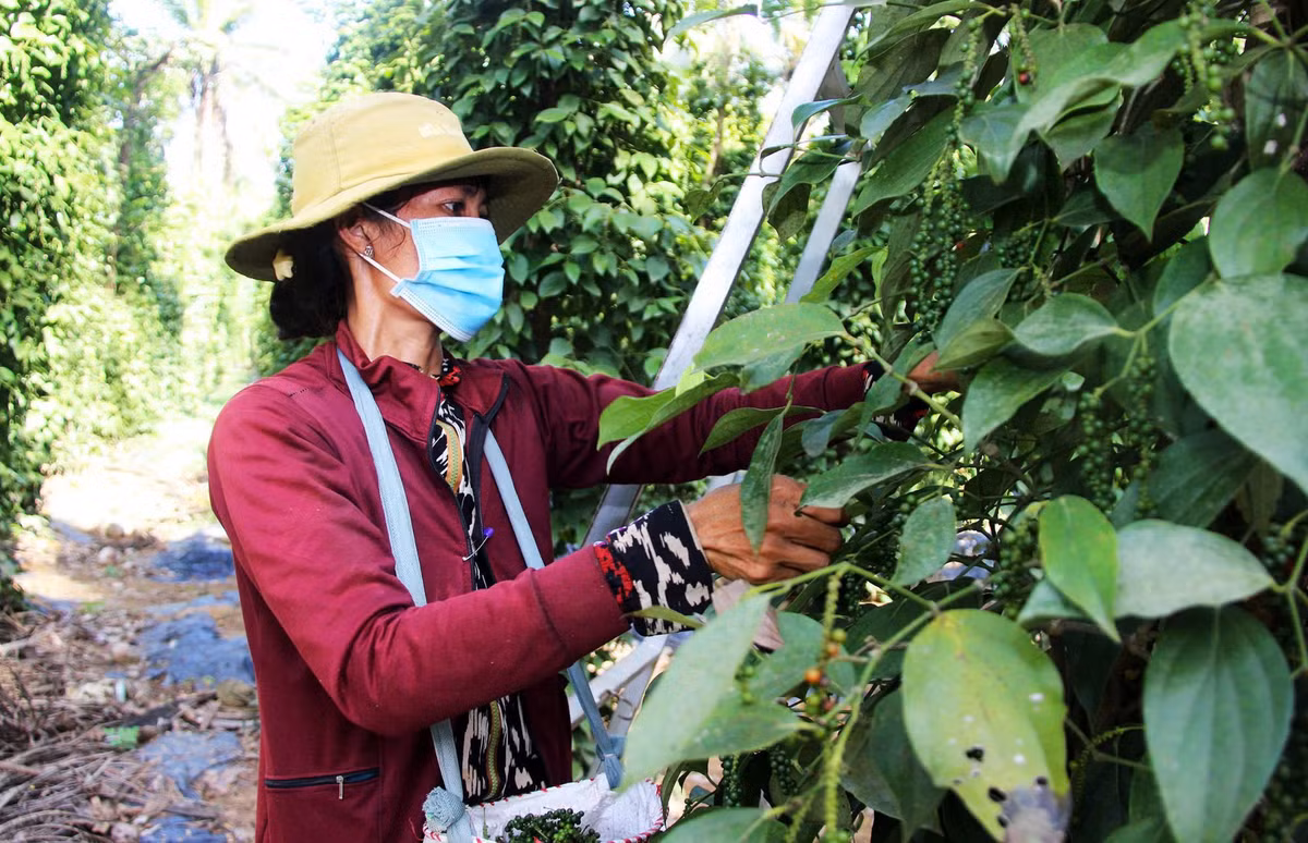 Muc so thi nhung vuon cay giup nong dan Binh Dinh “hai ra tien“-Hinh-4