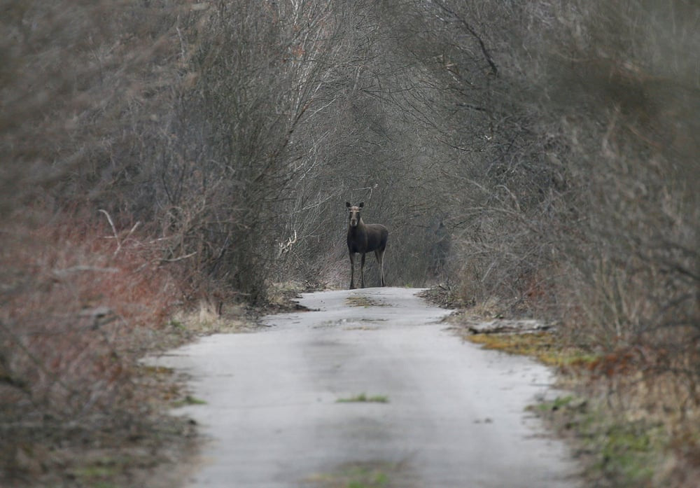 Từng là vùng đất chết, sự sống đã trở lại với Chernobyl trong những năm gần đây. Khu vực này trở thành điểm du lịch thu hút khách yêu thích cảm giác mạo hiểm. Ngoài ra, tổng thống nước này cũng công nhận Chernobyl là điểm du lịch. Trong ảnh, con vật xuất hiện tại vùng cách ly Chernobyl (hay vùng 30 km).