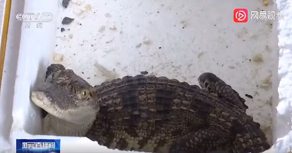 Mở thùng hàng con đặt mua trên mạng ra xem thử, bố mẹ giật mình - Hình 2 Mo thung hang con dat mua tren mang ra xem thu, bo me giat minh-Hinh-2