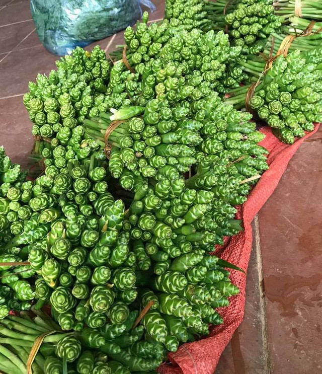 Thấy lạ vì nụ hoa gừng bỗng trở nên "hot", một người ở Nghệ An cho biết, loại cây này ở vùng núi Nghệ An có nhiều, nhưng người dân ít ăn mà thường để làm thuốc hoặc cho gia súc ăn.