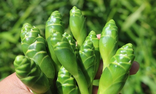  Nụ hoa gừng không phải ai cũng biết, bởi đây vốn dĩ là loại cây mọc trong rừng và là món ăn của người vùng cao. Búp hoa gừng chỉ to bằng ngón tay cái và phần cuống dài khoảng 10-15cm, màu xanh đậm mà nếu nhìn qua bạn sẽ dễ nhầm đây là mầm non của cây tre hoặc măng tây. Khi bóc tách lớp vỏ xơ bên ngoài, hương gừng thơm dịu còn lưu mãi. Theo một người bán, nụ hoa gừng hay còn gọi là hoa gừng rừng được người vùng cao hái về. Vì thế, nhiều người trồng gừng ở dưới xuôi có thể sẽ không thấy bao giờ.