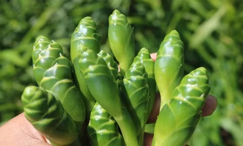  Nụ hoa gừng không phải ai cũng biết, bởi đây vốn dĩ là loại cây mọc trong rừng và là món ăn của người vùng cao. Búp hoa gừng chỉ to bằng ngón tay cái và phần cuống dài khoảng 10-15cm, màu xanh đậm mà nếu nhìn qua bạn sẽ dễ nhầm đây là mầm non của cây tre hoặc măng tây. Khi bóc tách lớp vỏ xơ bên ngoài, hương gừng thơm dịu còn lưu mãi. Theo một người bán, nụ hoa gừng hay còn gọi là hoa gừng rừng được người vùng cao hái về. Vì thế, nhiều người trồng gừng ở dưới xuôi có thể sẽ không thấy bao giờ.