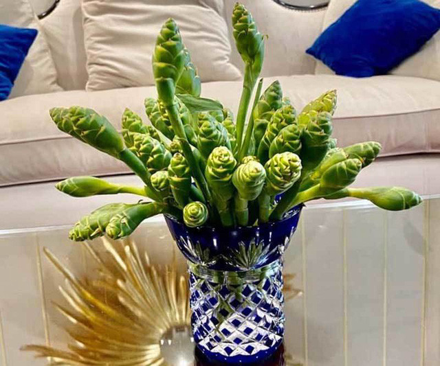 Một đầu mối bỏ sỉ nụ hoa gừng cho biết, loại hoa đặc sản trên núi cao này rất đắt khách khi vào mùa, nhưng mỗi năm chỉ có một mùa kéo dài khoảng gần 2 tháng. Nguồn hàng mua được phụ thuộc hoàn toàn vào lượng hoa người dân hái được. Như năm ngoái, sau khi trừ hết chi phí chị lãi khoảng 1,5-2 triệu đồng/ngày.