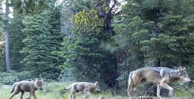 Su that ve dan soi giup giam tai nan giao thong o My