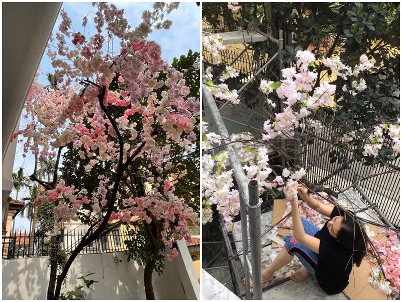 Người đẹp gốc Hải Phòng từng dành nguyên cả một ngày để gắn hoa anh đào bằng vải lụa lên cây hồng trước cửa nhà.