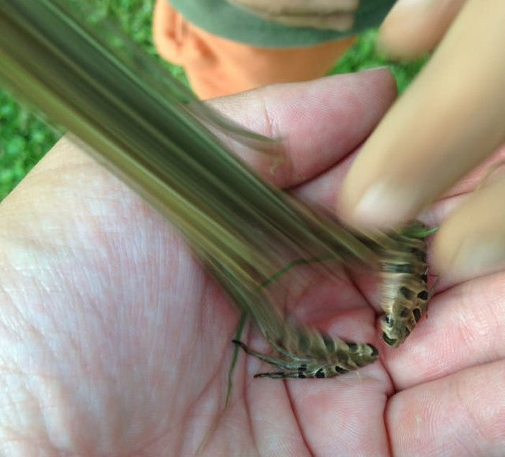 Hình ảnh kỳ quái này thực ra là chụp được khoảnh khắc con ếch đang giữa chừng bước nhảy của nó.