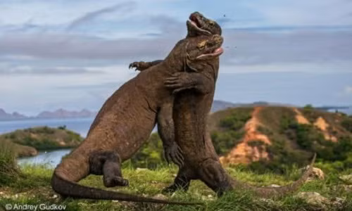 Hỗn chiến giành vương quyền của 2 con rồng Komodo Hon chien gianh vuong quyen cua 2 con rong Komodo