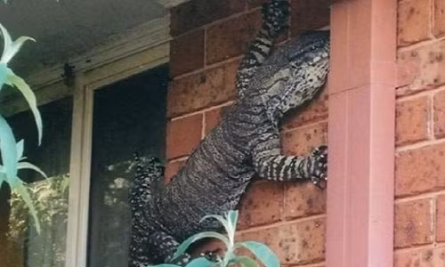 Con thằn lằn trên tường nhà ông Eric Holland. (Nguồn: straitstimes.com)