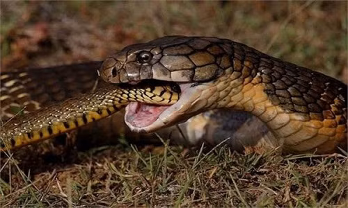 Ho mang chua giet ban tinh dich thu vi bi tu choi