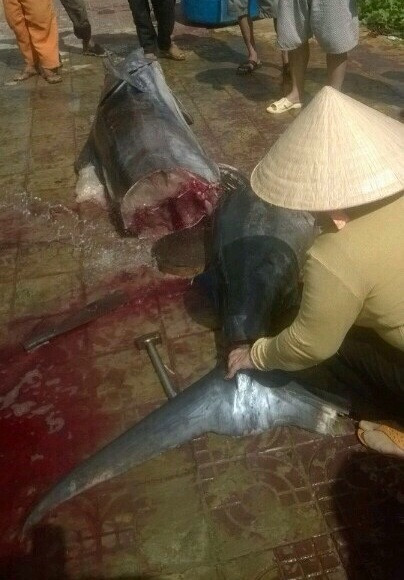 Cau duoc ca thu khong lo 175kg o Con Dao-Hinh-4