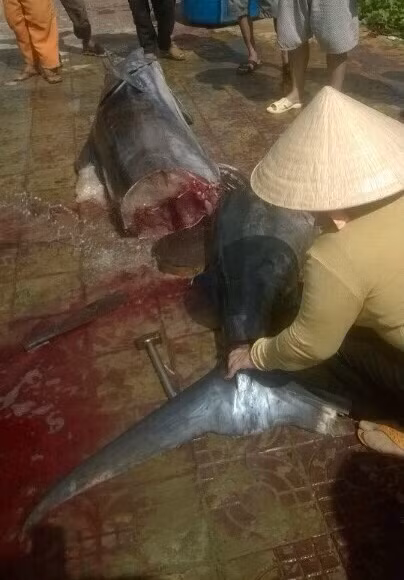 Cau duoc ca thu khong lo 175kg o Con Dao-Hinh-4