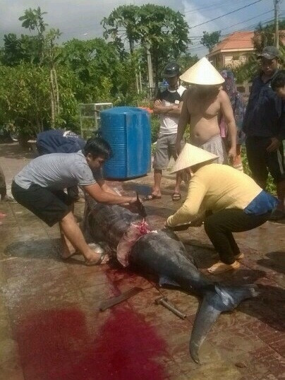 Cau duoc ca thu khong lo 175kg o Con Dao-Hinh-3