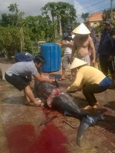 Cau duoc ca thu khong lo 175kg o Con Dao-Hinh-3