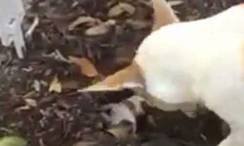 Xuc dong canh cho me dao ho chon xac con xau so