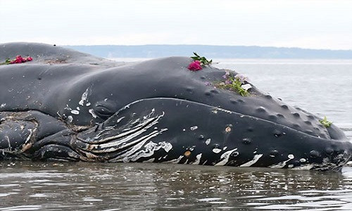 Ca voi chet hang loat, dat vao bo bien Chile