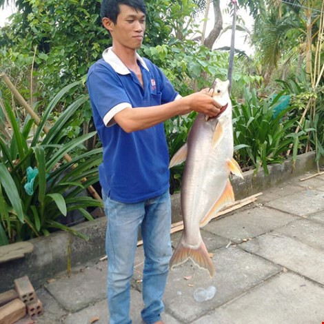 Bat duoc ca basa khong lo tren song Dong Nai-Hinh-2