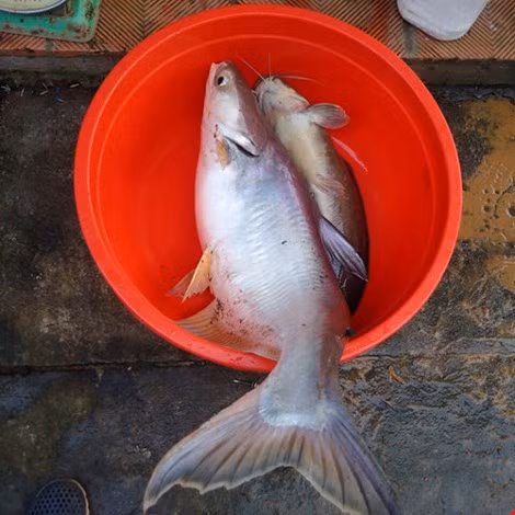 Bat duoc ca basa khong lo tren song Dong Nai