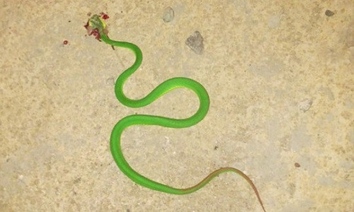 Ran luc duoi do xuat hien tro lai o Quang Nam