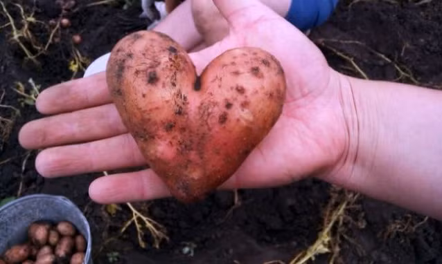 Trái tim này sẽ yêu anh trọn đời dẫu cho bao thăng trầm đổi thay.