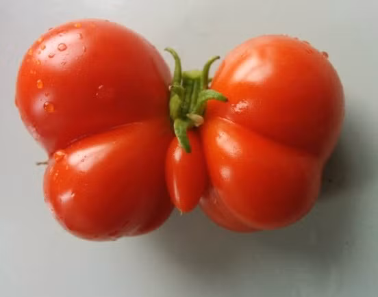 Rau quả xinh thế này, ai mà nỡ ăn được cơ chứ?