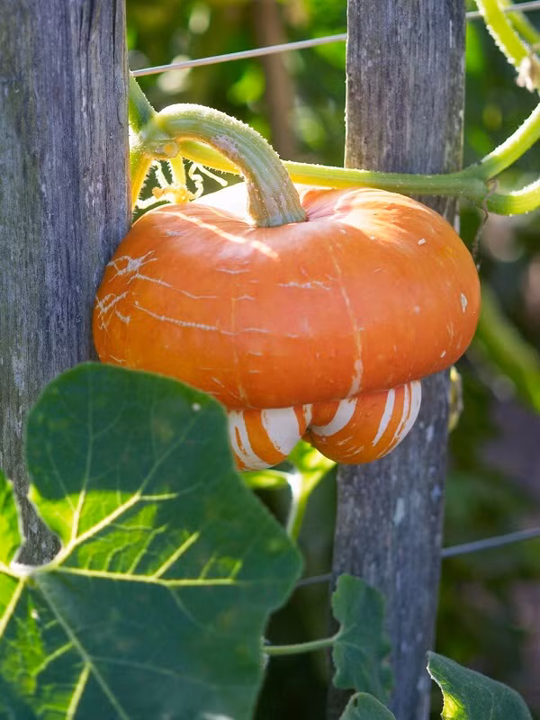 Nếu gieo hạt bí vào tháng 5, cây sẽ ra hoa vào khoảng tháng 7, tháng 8. Khi trồng bí ngô đội nón, bạn nên trồng ở nơi có nhiều ánh sáng mặt trời để cây sinh trưởng tốt. Trái bí không chỉ đẹp mà còn rất ngon, có thể nấu súp, hấp, nướng... Cũng có thể phơi khô quả bí để làm đồ trang trí trong nhà cũng rất lạ mắt.