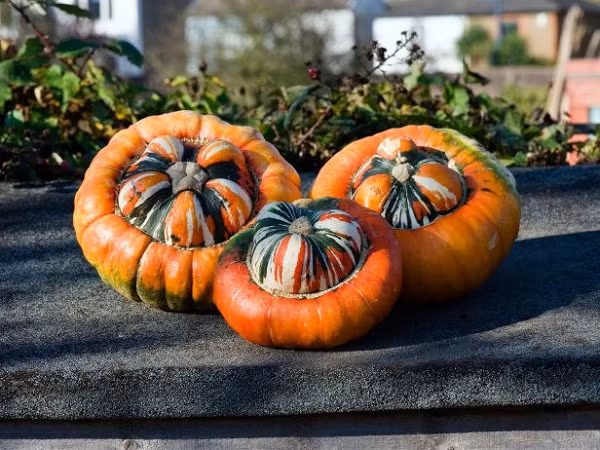 Bí ngô đội nón có thể trồng từ hạt giống dễ dàng. Hạt giống bí đội nón được rao bán với giá khá "mềm", thường chỉ vài chục ngàn đồng một túi hạt (10 hạt), tuy nhiên nó cũng khá hiếm, có ít nơi bán.