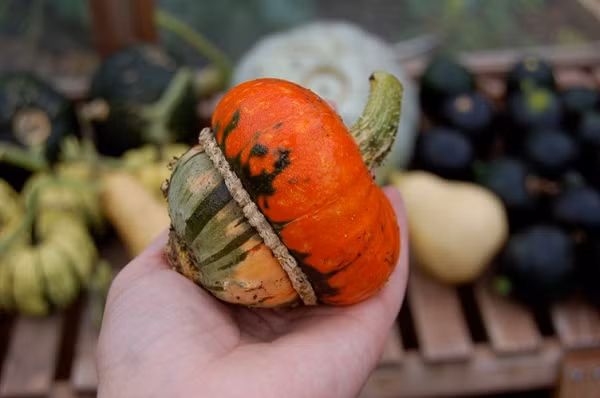 Giống bí ngô đội nón (bí mũ cam) có hình thù hơi lạ và rất đáng yêu.