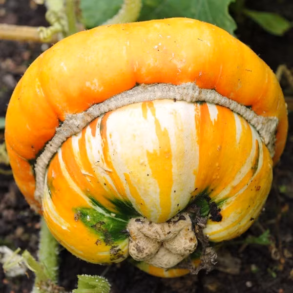 Không chỉ có hình thù hơi lạ và đáng yêu với phần mũ phình ra ở gần cuống và phần dưới hơi lồi ra, giống bí này còn được "săn lùng" bởi rất dễ trồng và cho năng suất cao, cũng như chế biến được nhiều món ăn ngon.