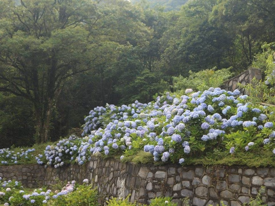 Cách trung tâm thành phố Cao Bằng khoảng 70km, vườn hoa cẩm tú cầu đang là điểm đến hot nhất những ngày qua, nằm ở Phía Đén (Nguyên Bình, Cao Bằng). Ảnh: Thư Phạm.