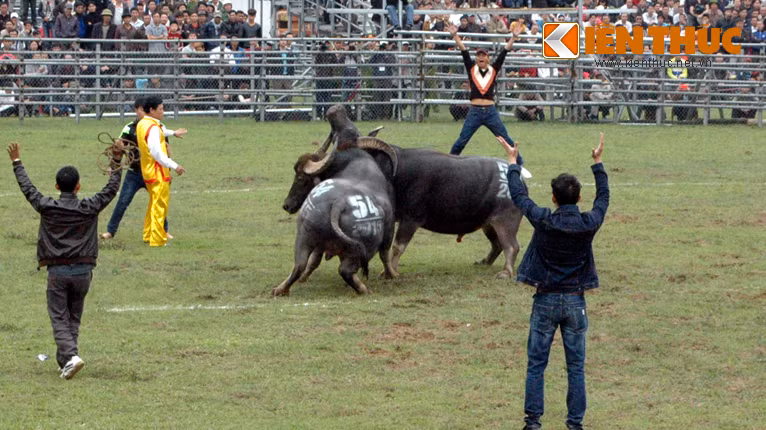 Mỗi khi trâu của mình có những miếng đánh hay trước đối phương, chủ trâu luôn nhảy lên reo hò.