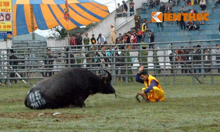 Sáng nay (14/3), tại sân vận động trung tâm thị trấn huyện Phúc Thọ (Hà Nội), 32 “ngưu ông” dự Lễ hội Chọi trâu Phúc Thọ 2015 sẽ bắt đầu đọ sừng chiếm ngôi “ngưu vương”. Theo Ban tổ chức, Lễ hội sẽ diễn ra trong hai ngày 14 và 15/3 (tức ngày 24 và 25 tháng Giêng năm Ất Mùi) với sự tham gia của 32 ngưu thủ được lựa chọn từ 76 "ông trâu" đã trải qua vòng loại. Trong ảnh, trâu số 5 chào khán giả ở "trường đấu" - sân vận động huyện Phúc Thọ, Hà Nội.