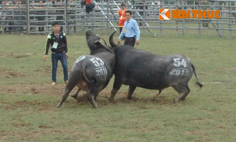 Những miếng đánh hiểm hóc đều được tung ra.