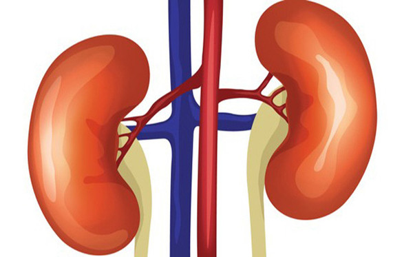 Khi chức năng hoạt động của thận rối loạn, sức khỏe sẽ bị ảnh hưởng lớn. Ở nam giới, sức khỏe thận ảnh hưởng trực tiếp đến việc tiết hormone nam, liệt dương, các vấn đề về tâm lý. Chuyên gia sức khỏe cho biết, khi mắc bệnh, cơ thể sẽ phát ra tín hiệu “cảnh báo”. (Ảnh minh họa)