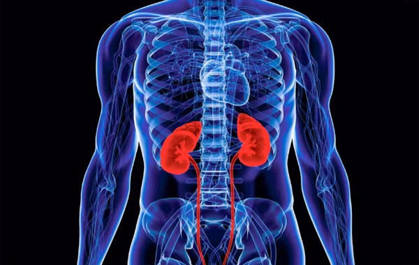 Thận là một trong những cơ quan quan trọng nhất trong cơ thể. Thận đảm nhận hai chức năng chính là đào thải các sản phẩm độc hại và duy trì cân bằng nước, dịch, chất khoáng, các chất hoá học (Na+, Ka+,…). (Ảnh minh họa)