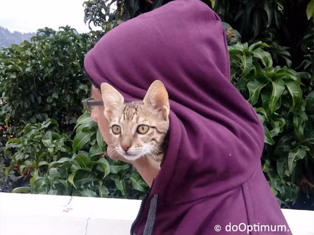 Cậu chủ đằng kia đông người quá!