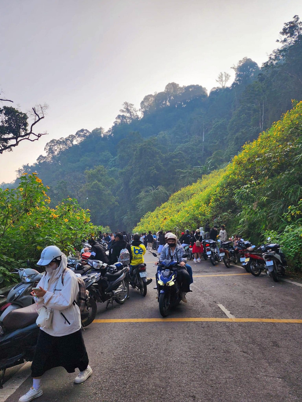Rừng hoa dã quỳ ở Ba Vì rộng khoảng 10 ha, chia thành các khu, có những vệt dã quỳ dọc theo tuyến đường mòn đi bộ dài trên 3 km.