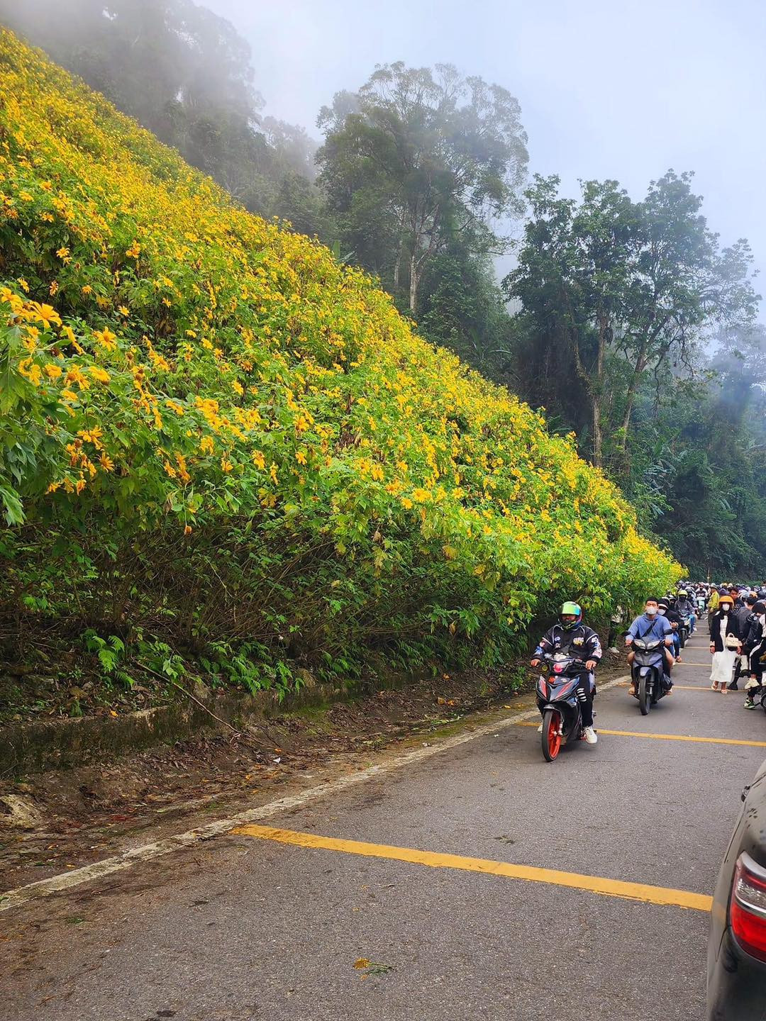 Nhiều người dựng xe bên đường để chụp ảnh, check-in với hoa khiến nhiều đoạn đường tắc cứng.