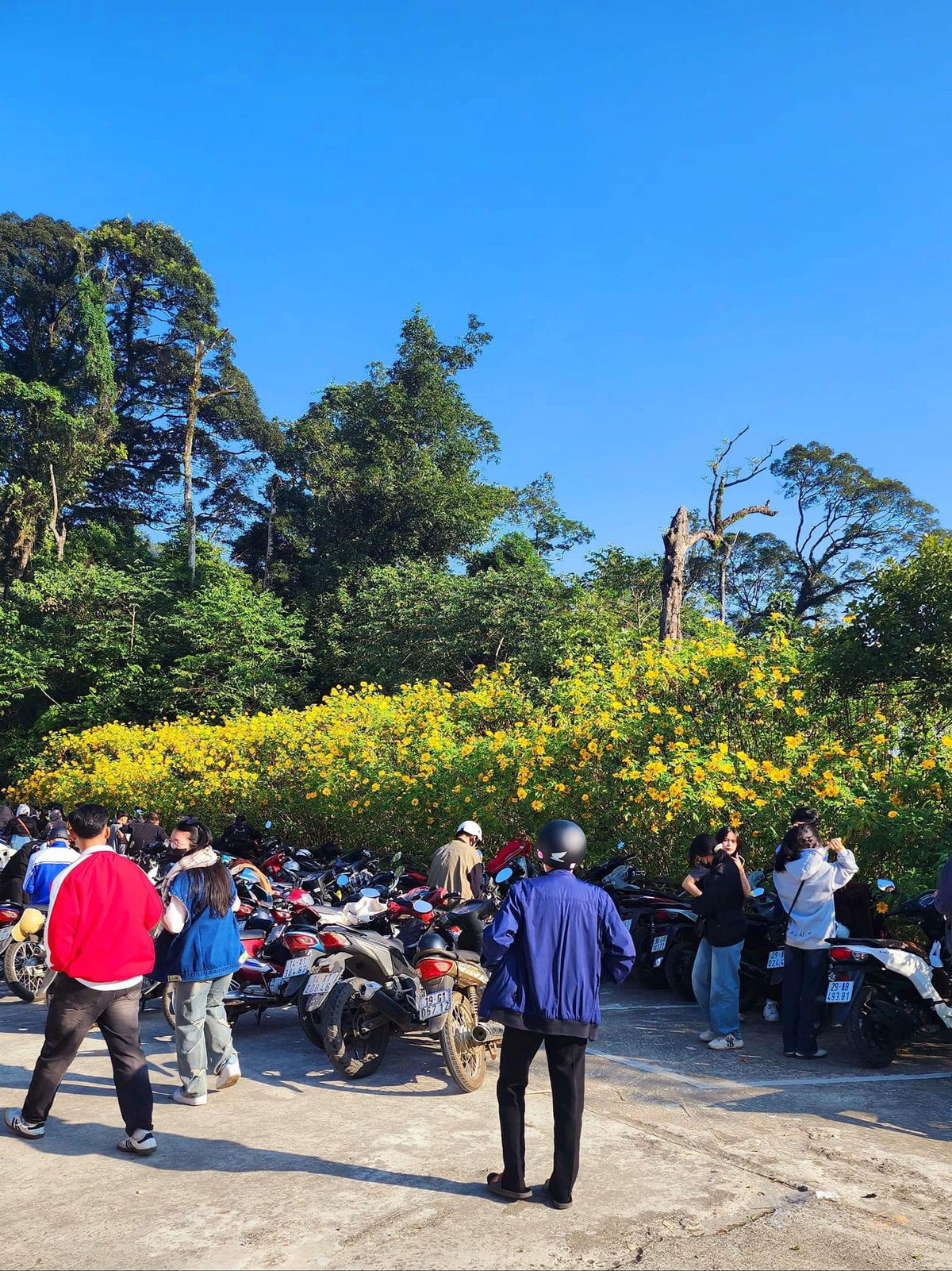 Đường lên Ba Vì mùa này khá dễ đi, nhiều nhóm bạn, cặp thôi rủ nhau đi từ sáng sớm mong được check-in với hoa.