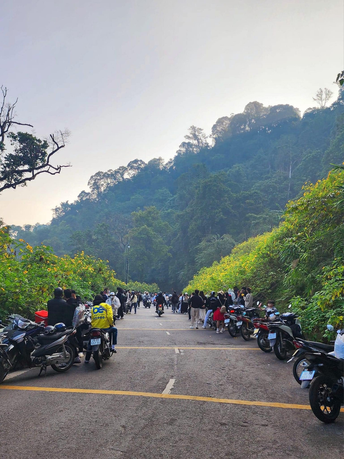 Mỗi bông hoa thường có 12-13 cánh, tỏa tròn to khoảng 8 - 10 cm, cánh hoa màu vàng rực, hướng dương, nhụy căng tròn, tràn đầy sức sống. Tuy nhiên, hoa có hương nồng nên nhiều người không tiếp cận gần.