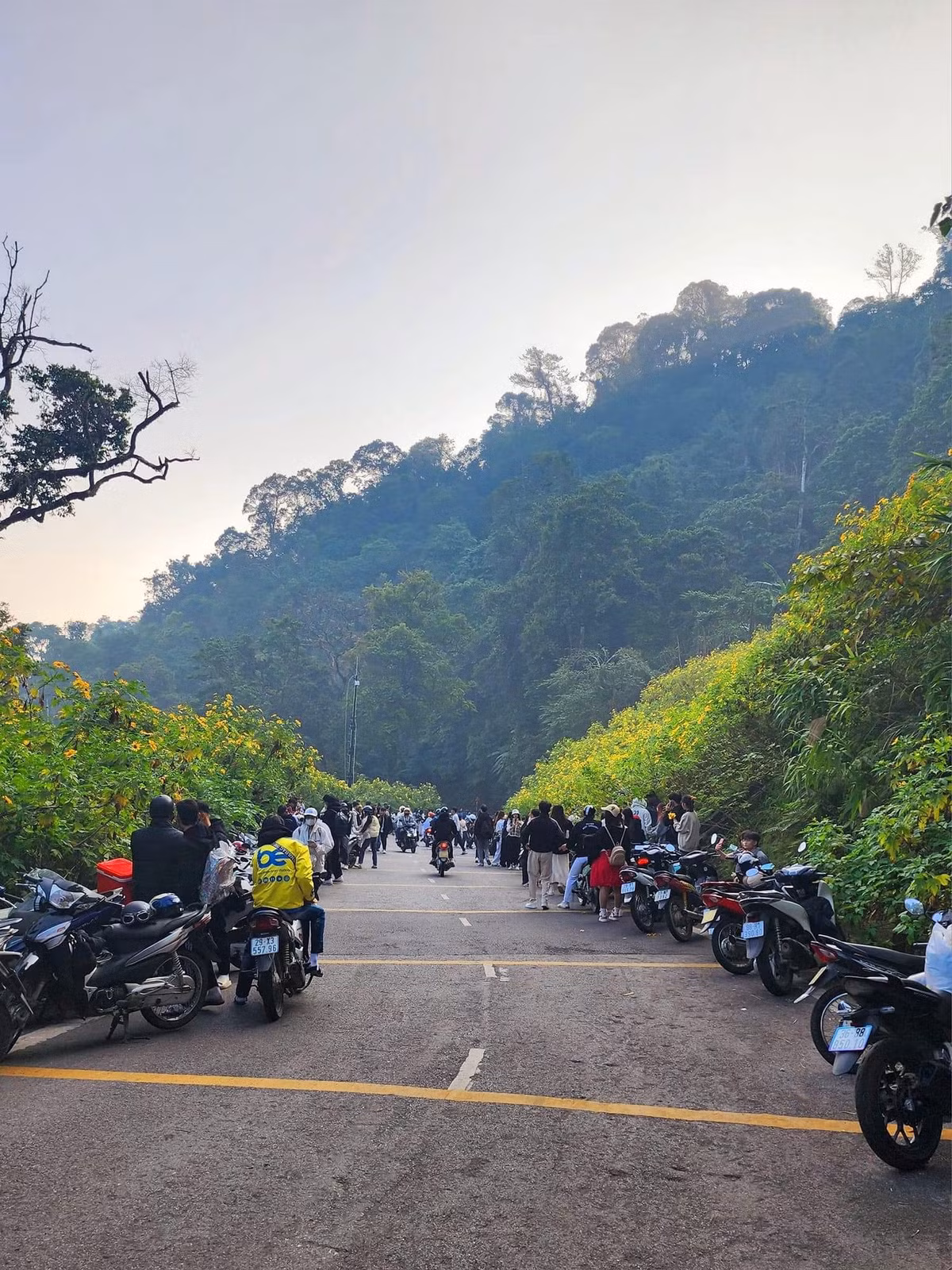 Mỗi bông hoa thường có 12-13 cánh, tỏa tròn to khoảng 8 - 10 cm, cánh hoa màu vàng rực, hướng dương, nhụy căng tròn, tràn đầy sức sống. Tuy nhiên, hoa có hương nồng nên nhiều người không tiếp cận gần.
